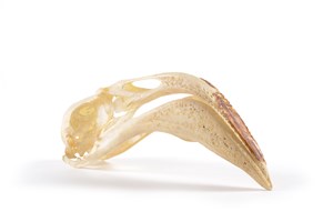 Image description is not available for 2015.3.14